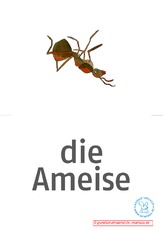 Bildkarten_d_Waldtiere 9.pdf